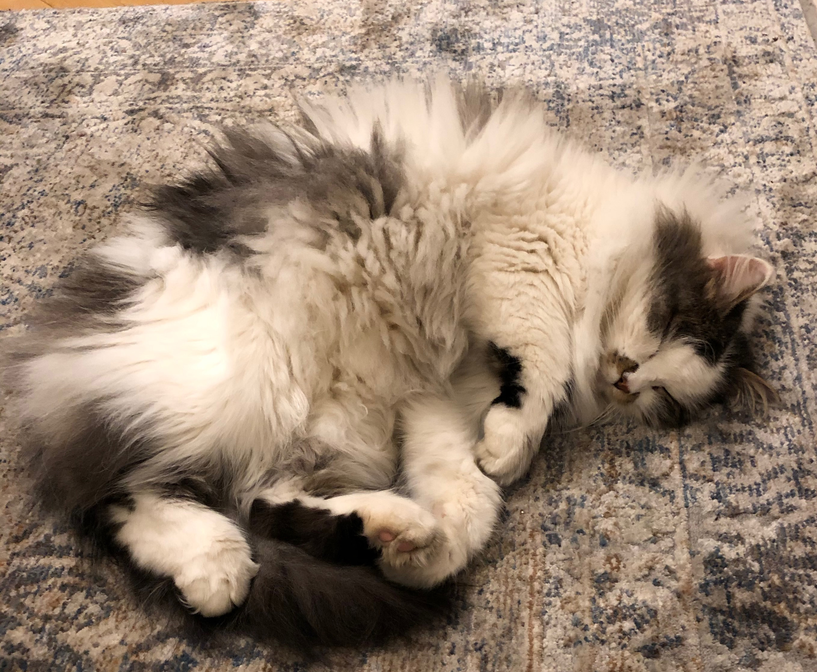 sibirisk katt Bach